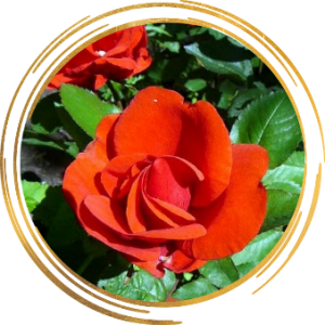 Саженец канадской розы Моден Файрглоу