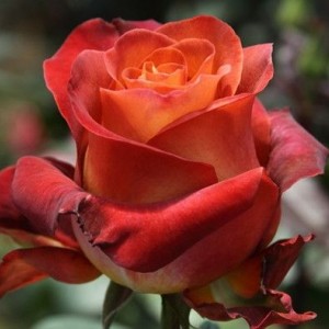 Роза Кофе Брейк(чайно-гибридная)