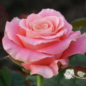 Роза Мисс Пигги(чайно-гибридная)