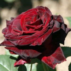 Саженец чайно-гибридной розы Перль Нуар (Perle Noire)