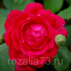 Саженец плетистой розы Пол Скарлет