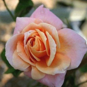 Саженец плетистой розы Скугёрл