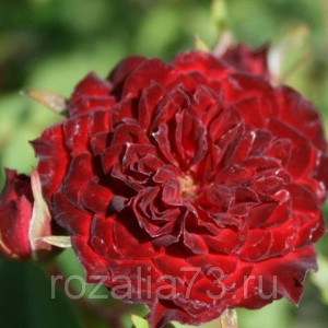 Саженец  почвопокровной розы Рэд Каскад
