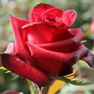 Роза Ред Париж(чайно-гибридная)
