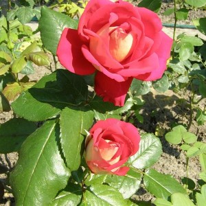 Саженец чайно-гибридной розы Шанти