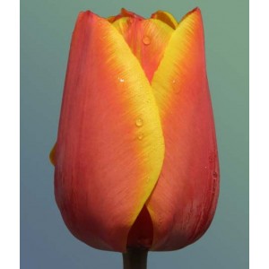 Луковица тюльпана Эд Рем