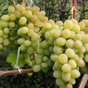 Саженец винограда Ланселот - Кишмиш (Средний/Белый)