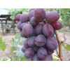 Саженец винограда Низина (Ранний/Фиолетовый)