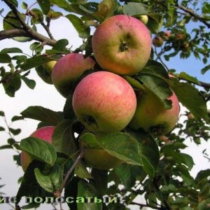 Саженец яблони Анис полосатый