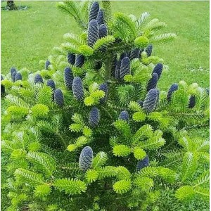 Ель Корейская 60-100 см