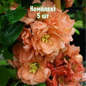 Комплект 5шт / Айва японская Гейша Гел