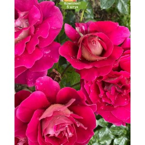 Саженцы кустовой розы Черри Фолиес (Cherry Folies) -  5 шт.