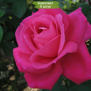 Саженцы чайно-гибридной розы Экскалибур (Excalibur) -  5 шт.