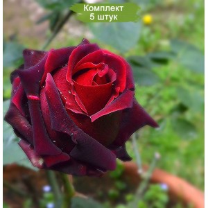 Саженцы чайно-гибридной розы Лавралет  -  5 шт.