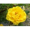 Саженцы кустовой розы Пимпринэль (Pimprenelle) -  5 шт.