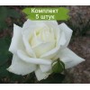 Саженцы чайно-гибридной розы Полярная Звезда-2 (Polarstern-2) -  5 шт.