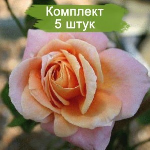 Комплект 5шт / Роза Скугёрл (плетистая)