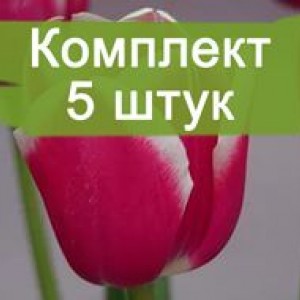 Луковицы тюльпана Фуранд (Furand) -  5 шт.