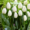 Комплект 5шт / Тюльпан Уайт Принц: фото и описание