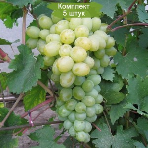 Саженцы винограда Богатяновский (Средний/Белый) -  5 шт.