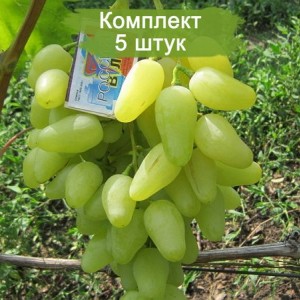 Саженцы винограда Долгожданный (Ранний/Белый) -  5 шт.