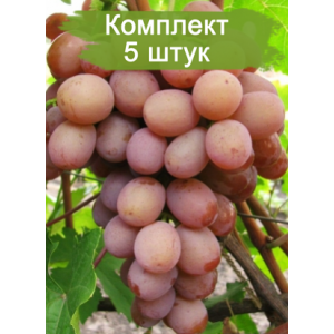 Саженцы винограда Хамелеон (Ранний/Розовый) -  5 шт.