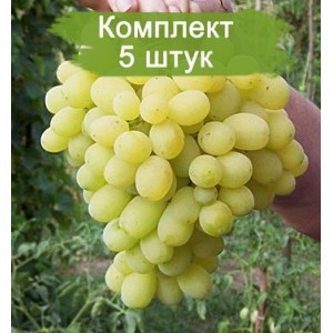 Саженцы винограда Лора (Ранний/Белый) -  5 шт.