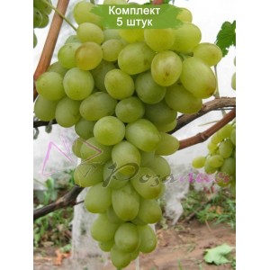 Саженцы винограда Подарок Запорожью (Средний/Белый) -  5 шт.