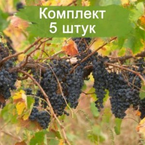 Саженцы винограда Тан-87 Владимир (Поздний/Фиолетовый) -  5 шт.