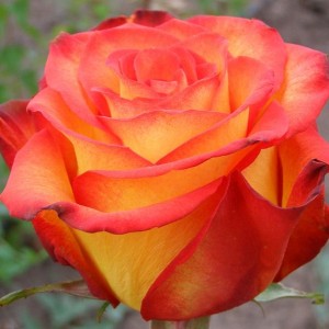 Роза Циркус(чайно-гибридная)