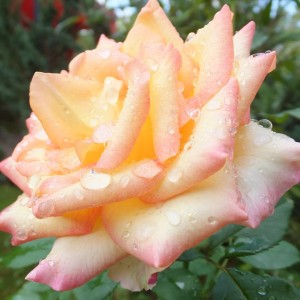 Саженец чайно-гибридной розы Амбианс (Ambiance)
