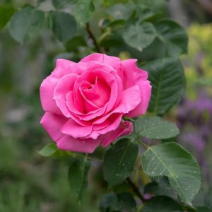 Саженец чайно-гибридной розы Бабкина (Babkina)