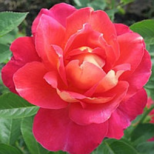 Роза Декор Арлекин (парковая)