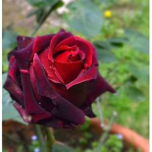 Роза Лавралет(чайно-гибридная)