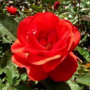 Роза Моден Файрглоу (канадская)