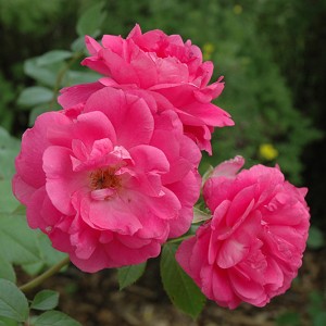 Роза Моден Сентенниал (канадская)