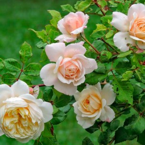 Роза Зорба (шраб)