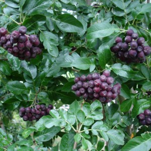 Сорбарония Мичурина